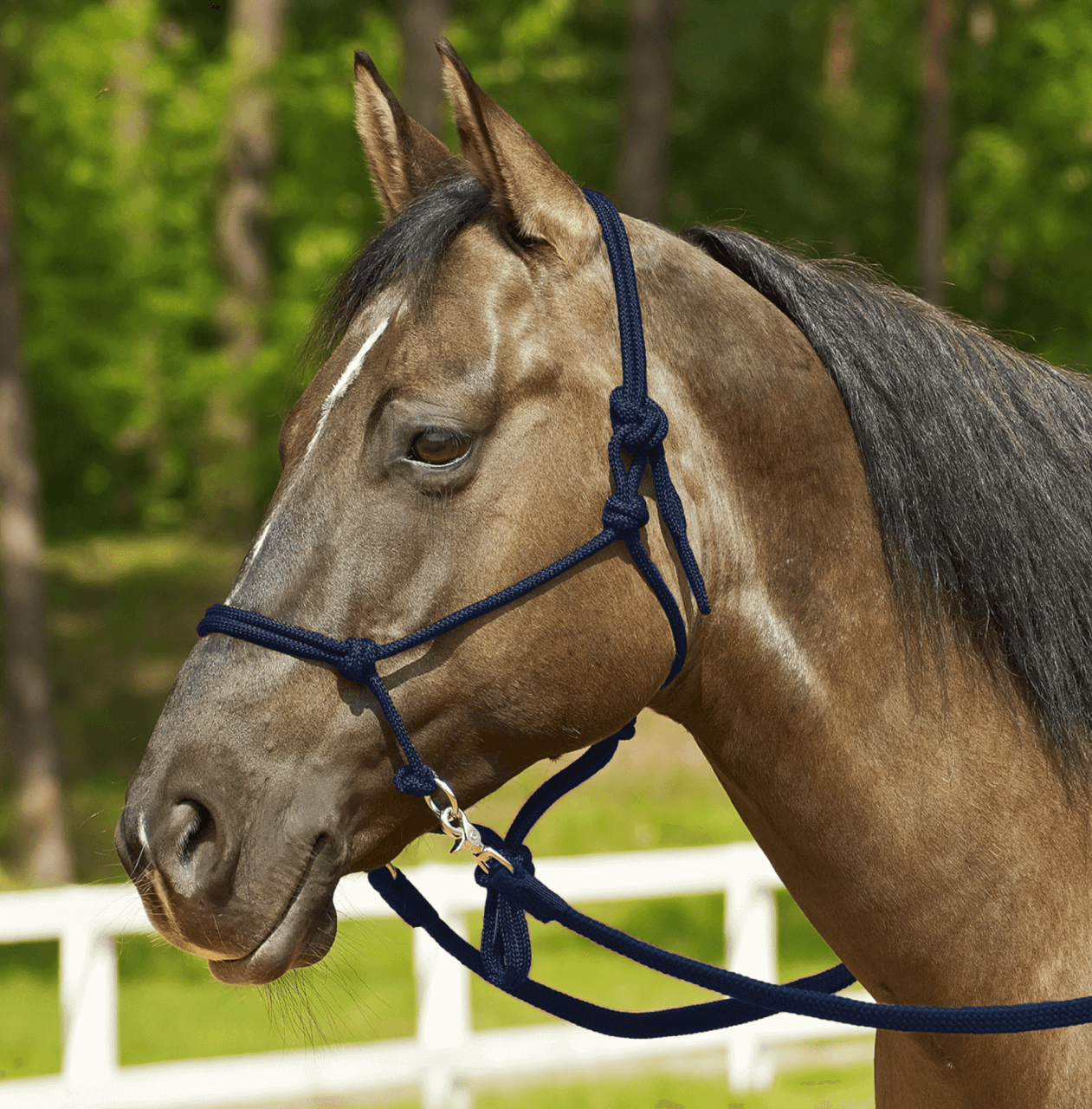 BUSSE Knotenhalfter Ringe Halfter